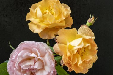 Güzel gül çiçeklerinin yakın görüntüsü