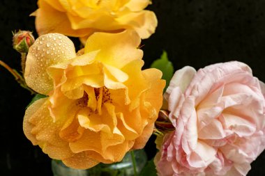 Güzel gül çiçeklerinin yakın görüntüsü