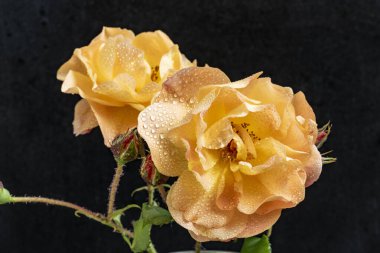 Güzel gül çiçeklerinin yakın görüntüsü