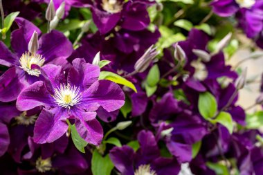 Sıkıca çerçevelenmiş canlı bahçe çiçekleri.