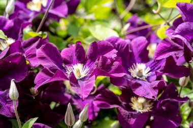 Sıkıca çerçevelenmiş canlı bahçe çiçekleri.