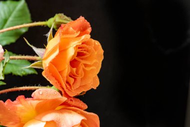 Güzel gül çiçeklerinin yakın görüntüsü