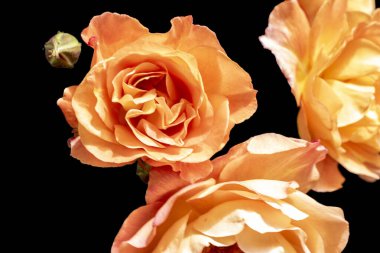 Güzel gül çiçeklerinin yakın görüntüsü