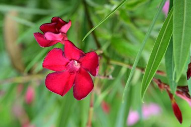 Renkli çiçekler bir bahçe ortamında belirdi..