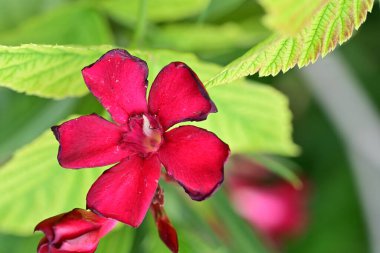 Bahçedeki renkli çiçeklerin çıtır çıtır görüntüsü..