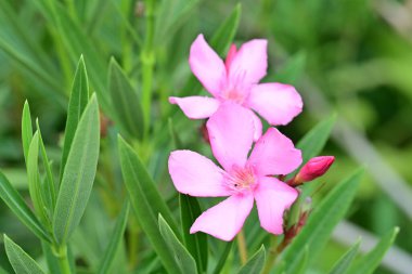 Rengarenk çiçeklere yakından bakın..