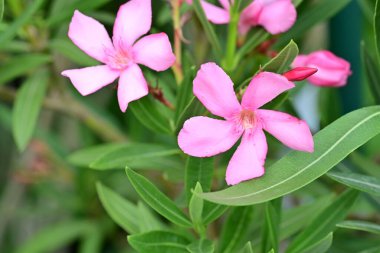 Rengarenk çiçeklere yakından bakın..