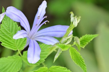 Bahçedeki çiçek tarhının güzel botanik çekimi 