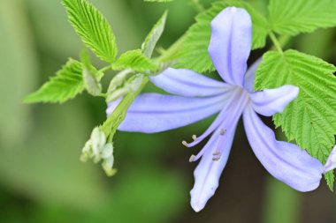 Bahçedeki çiçek tarhının güzel botanik çekimi 