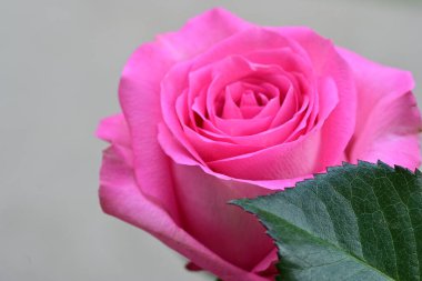 Güzel gül çiçeklerinin yakın görüntüsü