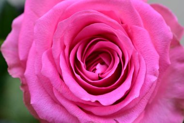 Güzel gül çiçeklerinin yakın görüntüsü