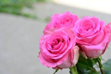 Bahçedeki pembe güller bulanık arka planda