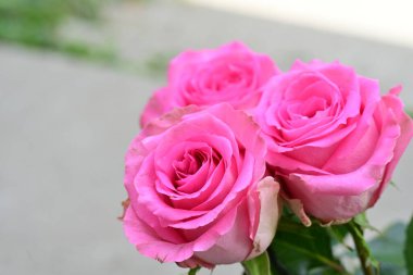 Güzel gül çiçeklerinin yakın görüntüsü