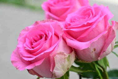 Bahçedeki pembe güller bulanık arka planda