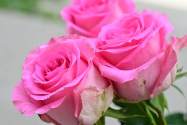 Bahçedeki pembe güller bulanık arka planda