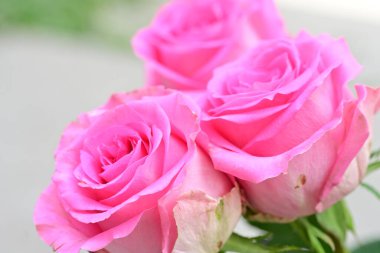 Bahçedeki pembe güller bulanık arka planda