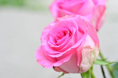 Bahçedeki pembe güller bulanık arka planda