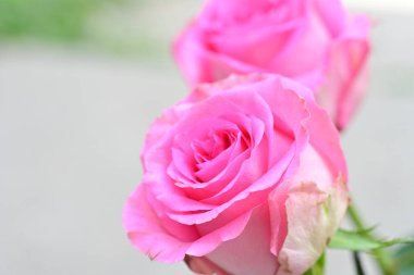 Bulanık arkaplanda pembe gül