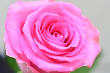 Bulanık arkaplanda pembe gül