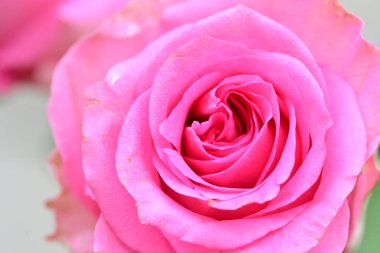 Bulanık arkaplanda pembe gül