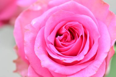 Bulanık arkaplanda pembe gül