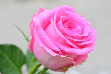 Bulanık arkaplanda pembe gül