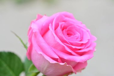 Bulanık arkaplanda pembe gül