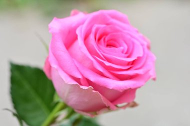 Bulanık arkaplanda pembe gül