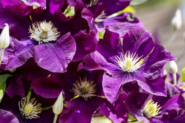 Bahçedeki çiçek tarhının güzel botanik çekimi 