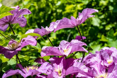 Bahçedeki çiçek tarhının güzel botanik çekimi 