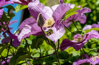 Bahçedeki çiçek tarhının güzel botanik çekimi 