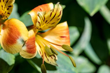 Bahçedeki çiçek tarhının güzel botanik çekimi 