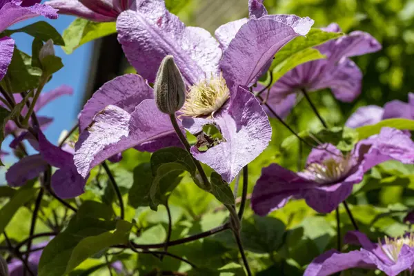 Bahçedeki çiçek tarhının güzel botanik çekimi 