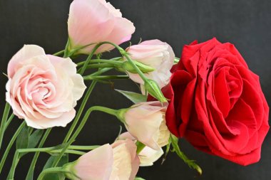 Östoma çiçekleri ve gül yakından. 