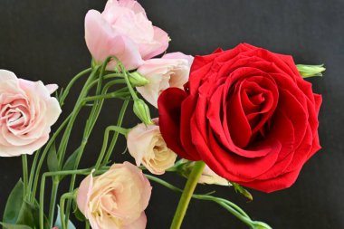 Östoma çiçekleri ve gül yakından. 