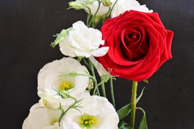 Östoma çiçekleri ve gül yakından. 