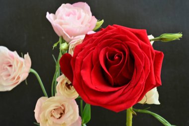 Östoma çiçekleri ve gül yakından. 