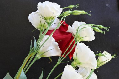 güzel kırmızı gül ve beyaz Eustoma çiçekleri siyah arkaplanda 