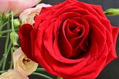 Kırmızı gül ve Eustoma çiçeklerini kapat. 