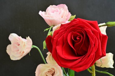 Beyaz arka planda güzel kırmızı güller