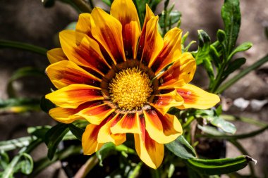 Bahçede çiçek açan bir ayçiçeğinin dikey çekimi.