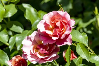 pembe yapraklı gül çiçeği