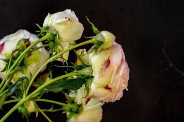 Beyaz ve pembe güller