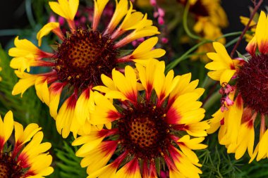 Bahçedeki renkli çiçeklerin çıtır çıtır görüntüsü..