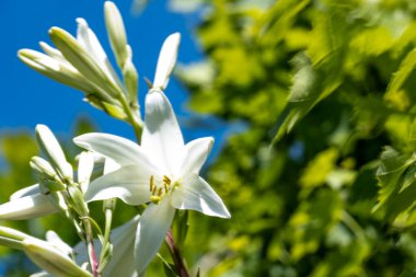Yeşil yaprakların ve mavi gökyüzünün arka planında beyaz çiçek