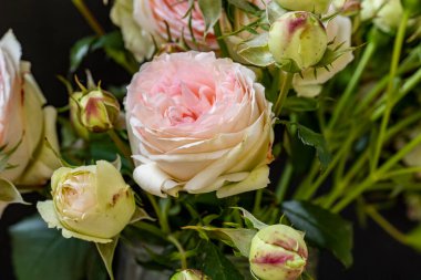 Manzaralı bahçede açan güzel yaz çiçeklerinin yakın görüntüsü.          