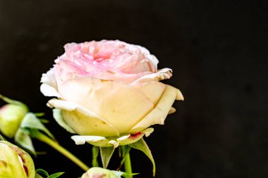 Bir buket taze pembe çiçek, yakın plan.