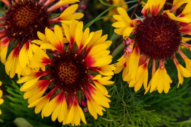 Çinçenin sarı çiçekleri