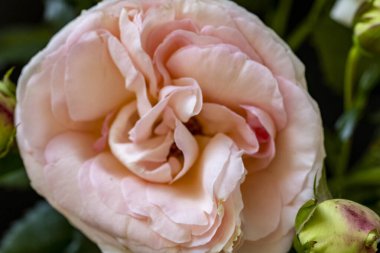 Güzel çiçek. Yakın görüş.