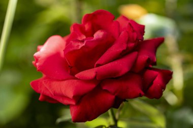 Bahçede kırmızı gül